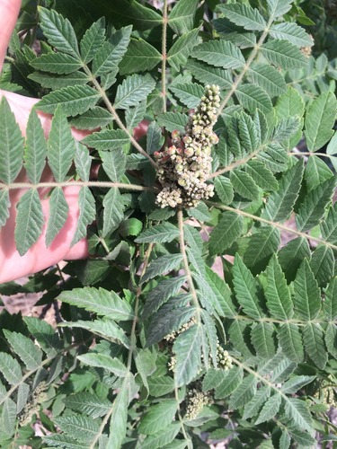 Rhus coriaria (Sumach) — photo