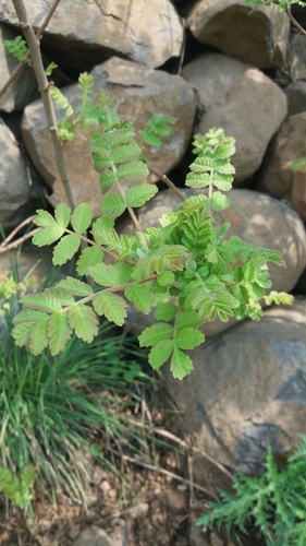 Rhus coriaria (Sumach) — photo