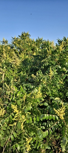 Rhus coriaria
