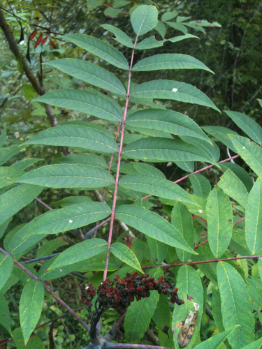 Rhus glabra (Smooth sumac) — photo