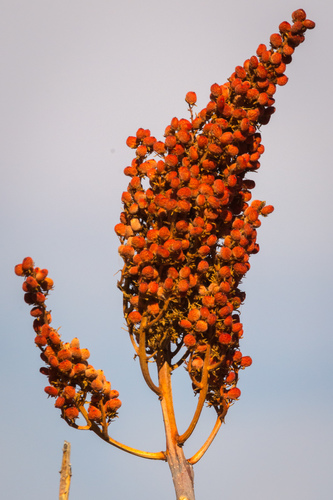 Rhus glabra (Smooth sumac) — photo