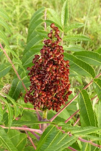 Rhus glabra