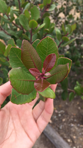 Rhus integrifolia (Lemonade berry) — photo