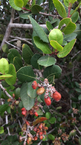 Rhus integrifolia (Lemonade berry) — photo