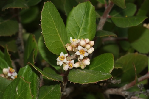Rhus integrifolia