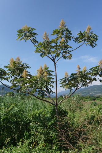Rhus javanica (Nepalese sumac) — photo