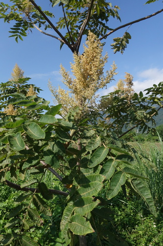 Rhus javanica