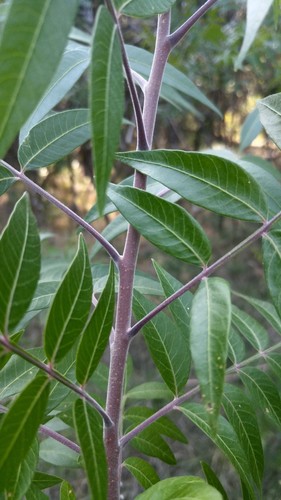 Rhus lanceolata (Prairie sumac) — photo