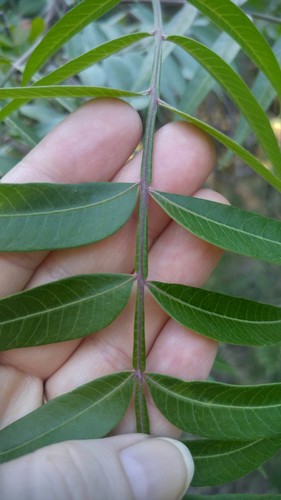 Rhus lanceolata (Prairie sumac) — photo