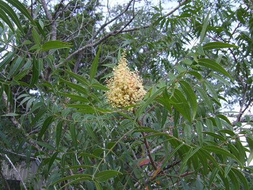 Rhus lanceolata