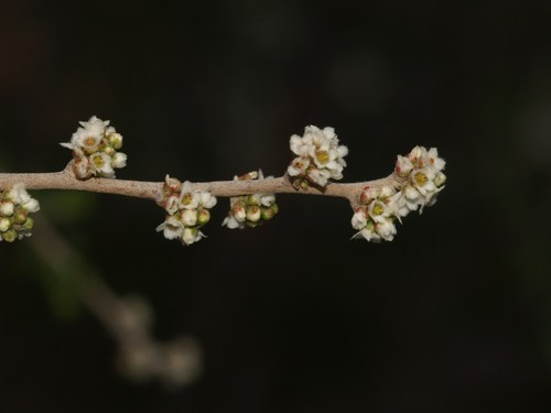 Rhus microphylla (Desert sumach) — photo