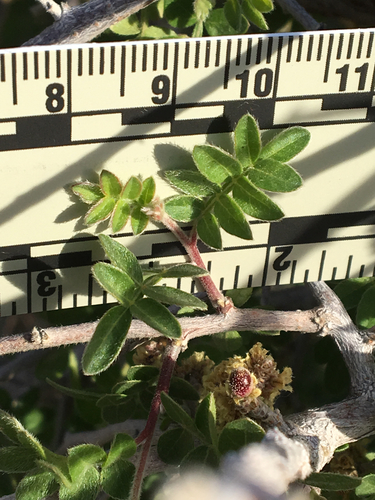 Rhus microphylla (Desert sumach) — photo