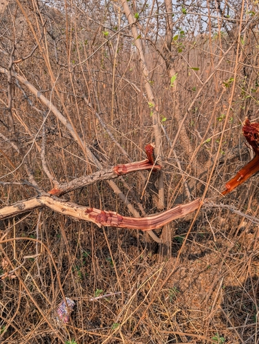 Rhus mysorensis — photo
