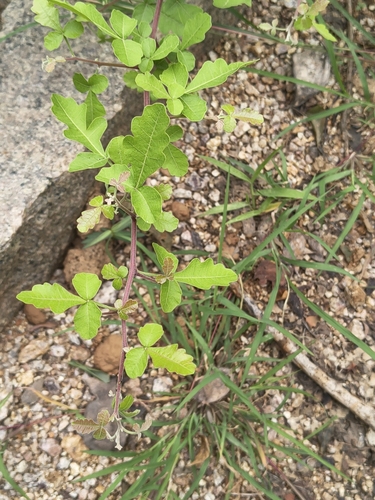 Rhus mysorensis — photo