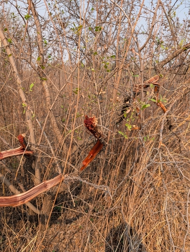 Rhus mysorensis
