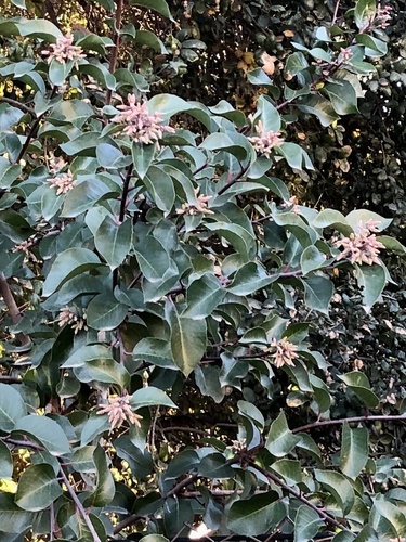 Rhus ovata (Sugar bush) — photo