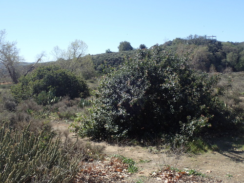 Rhus ovata (Sugar bush) — photo