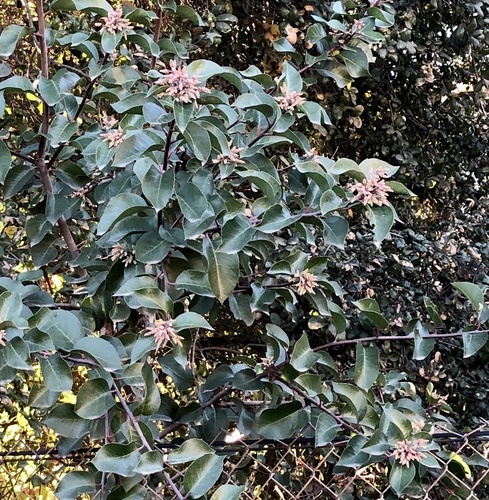 Rhus ovata