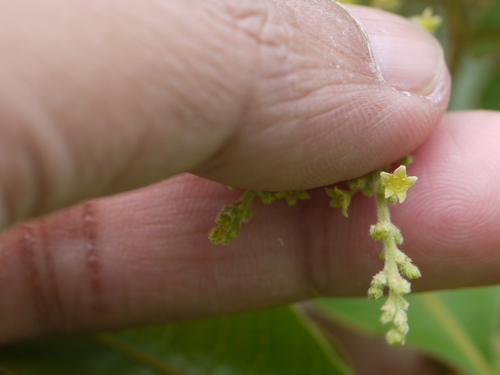Rhus parviflora — photo
