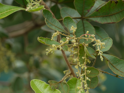 Rhus parviflora — photo