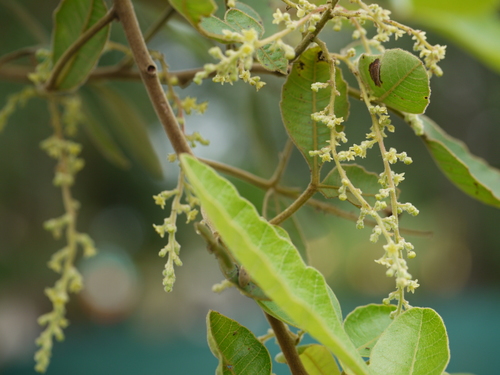 Rhus parviflora