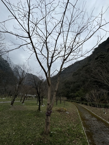 Rhus potaninii — photo