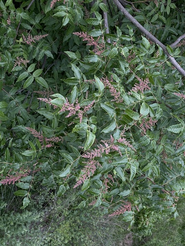 Rhus potaninii