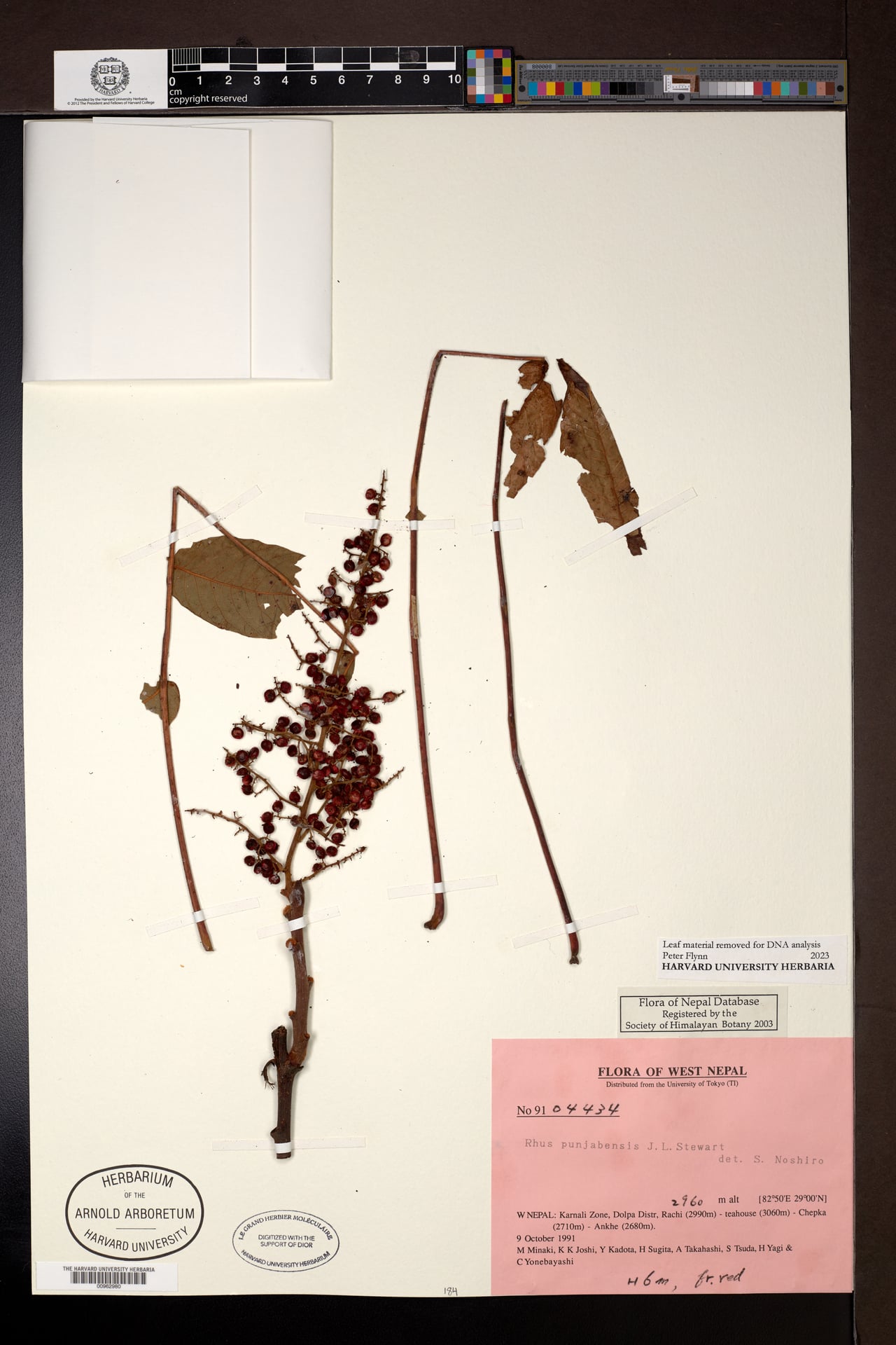 Rhus punjabensis (Punjab sumac) — photo