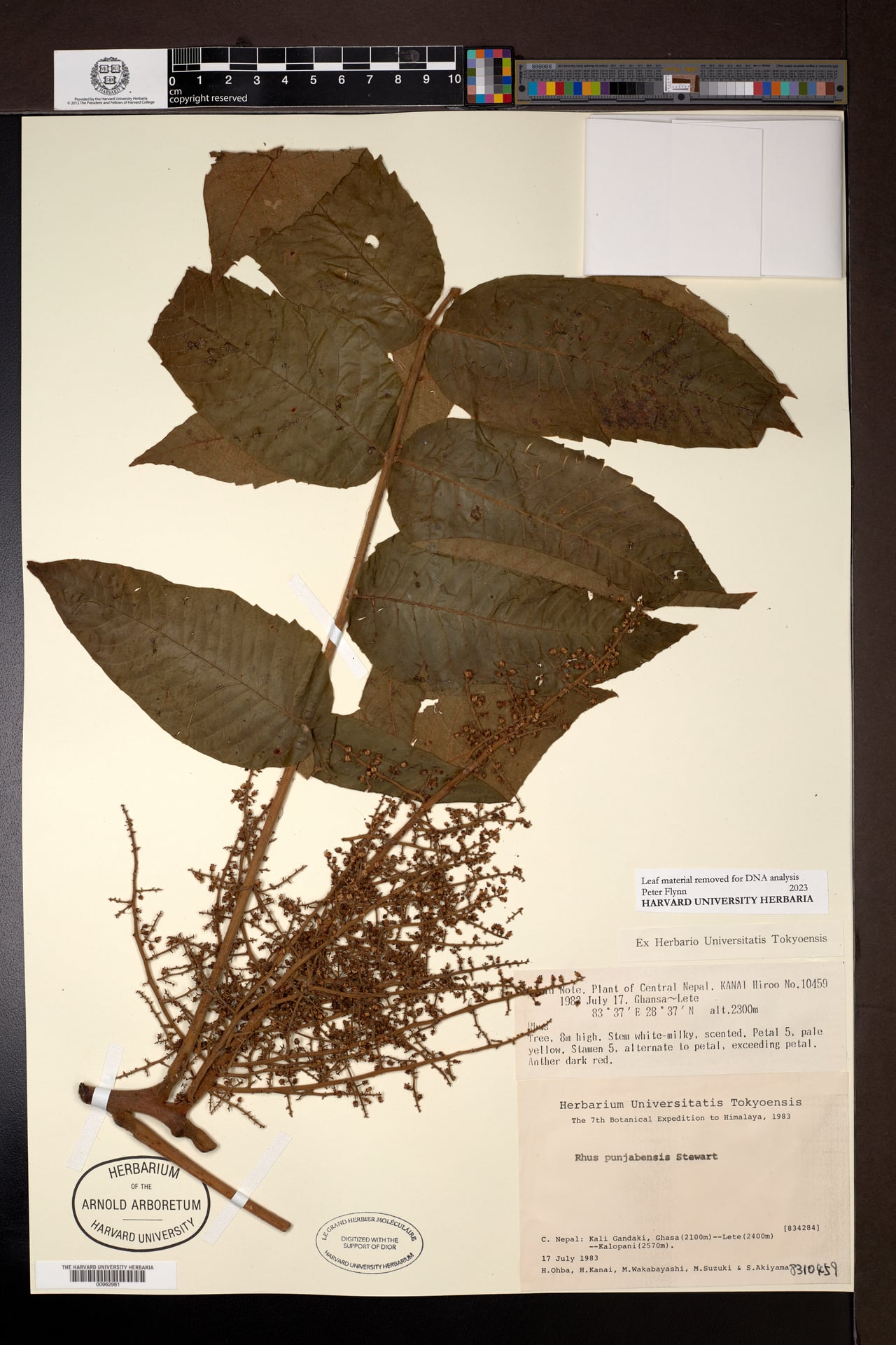 Rhus punjabensis (Punjab sumac) — photo