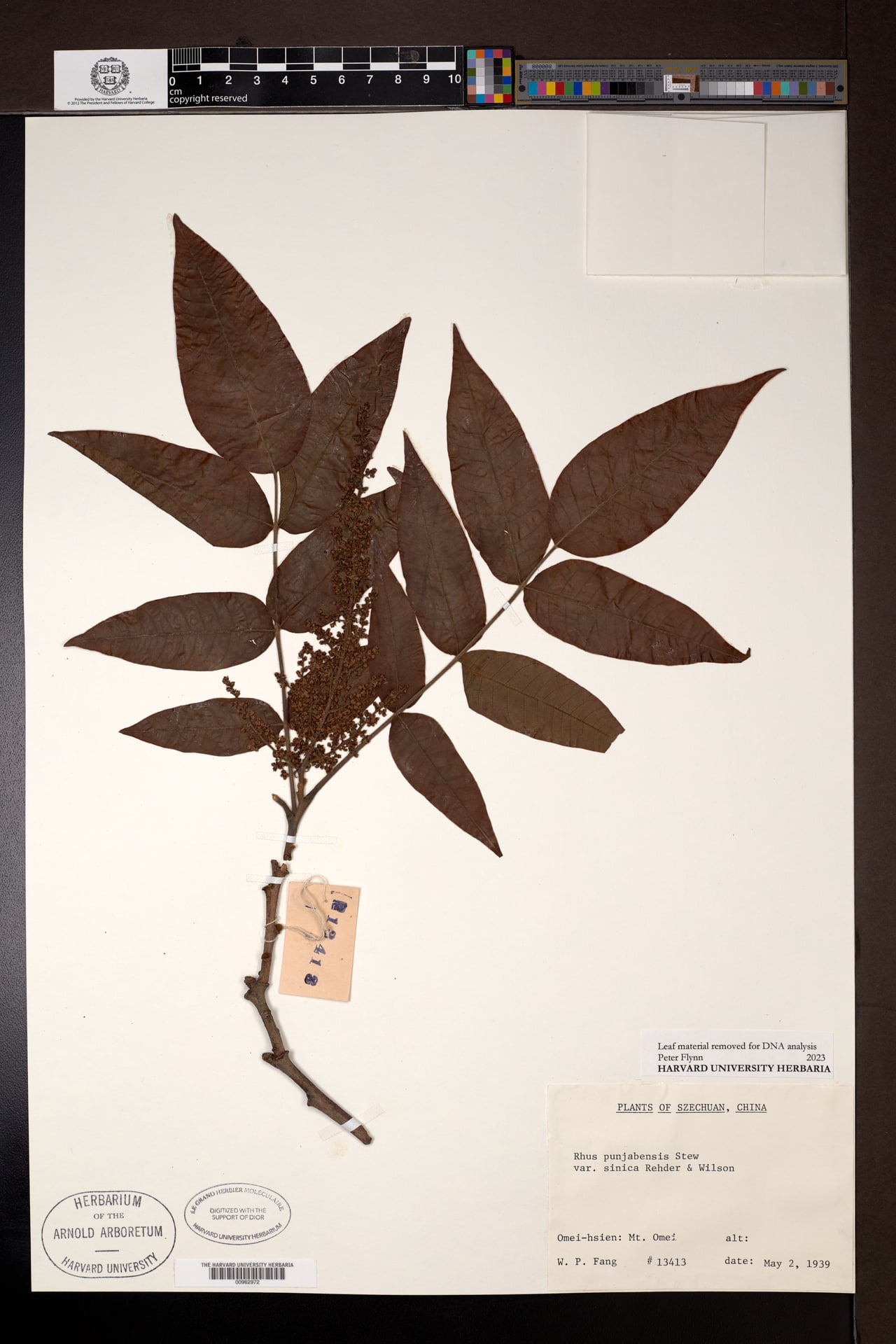 Rhus punjabensis var. sinica