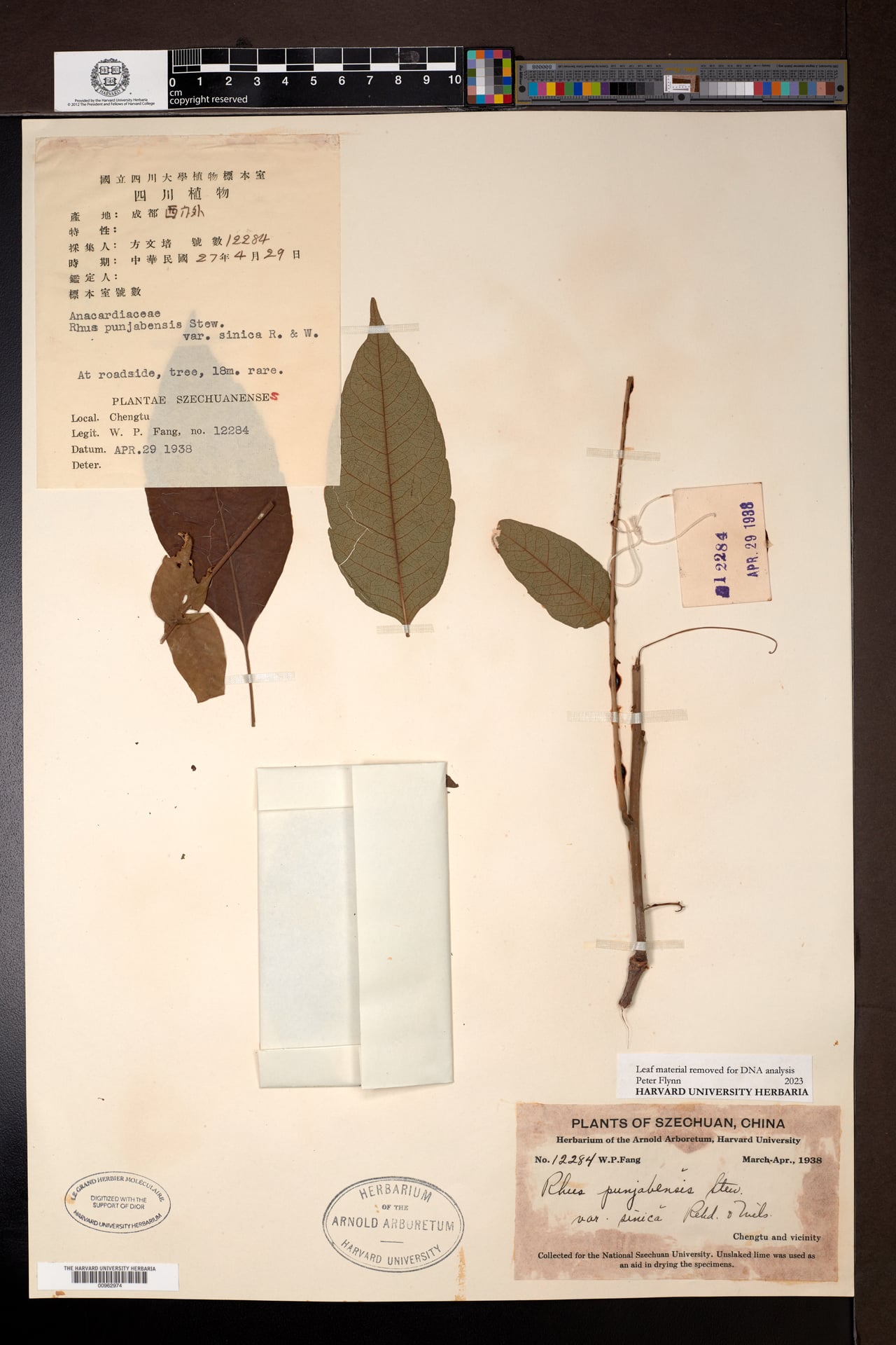 Rhus punjabensis var. sinica (Chinese sumac) — photo