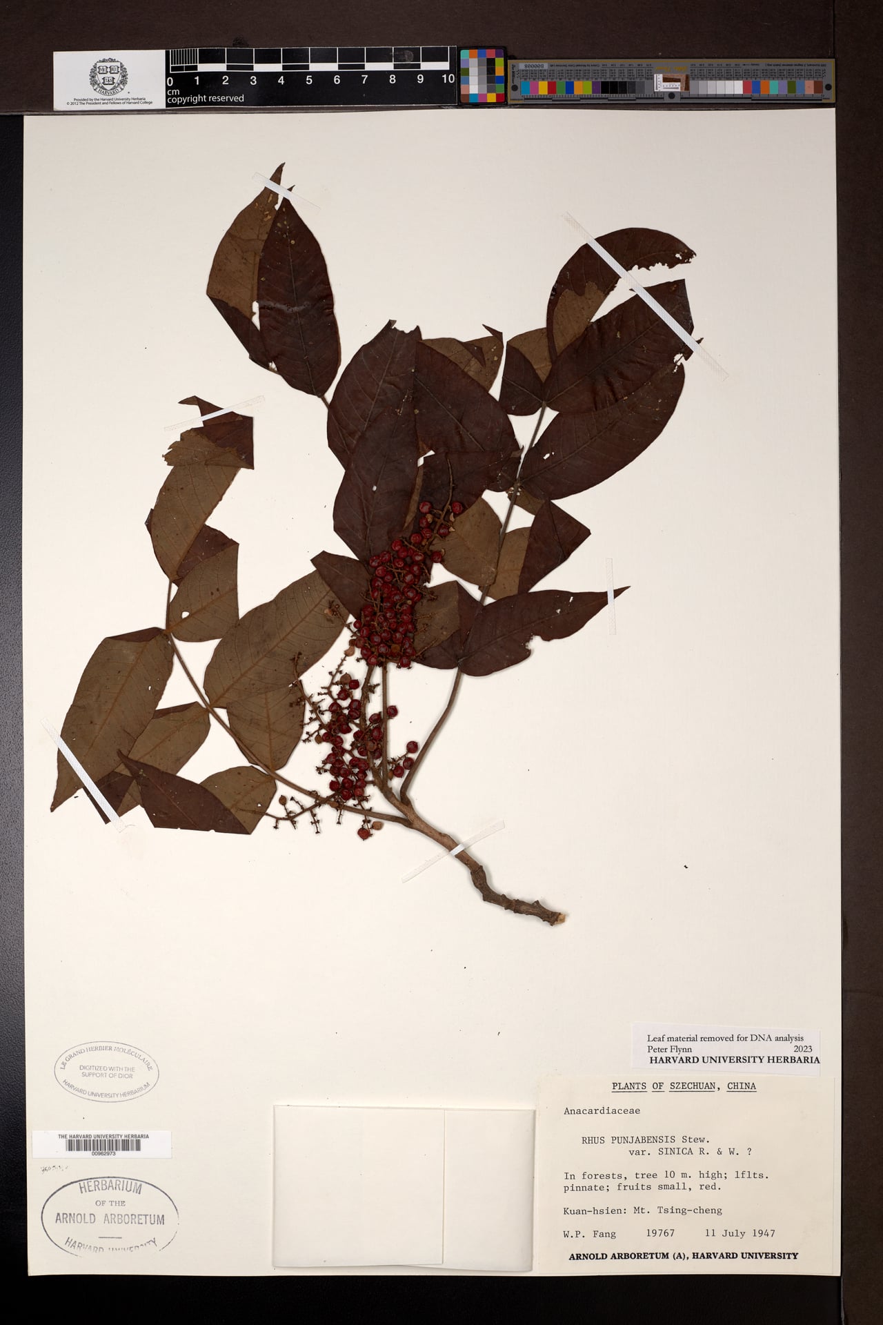 Rhus punjabensis var. sinica (Chinese sumac) — photo