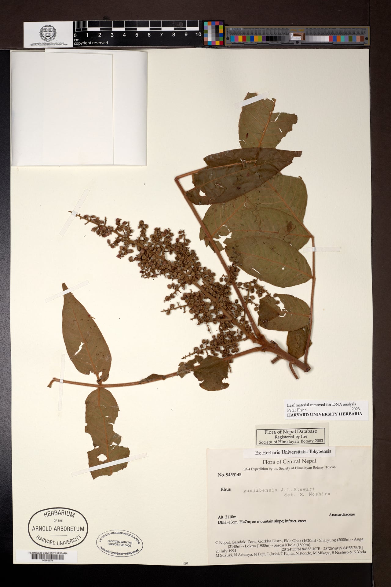 Rhus punjabensis