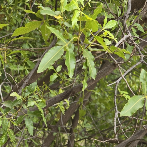 Rhus retinorrhoea — photo