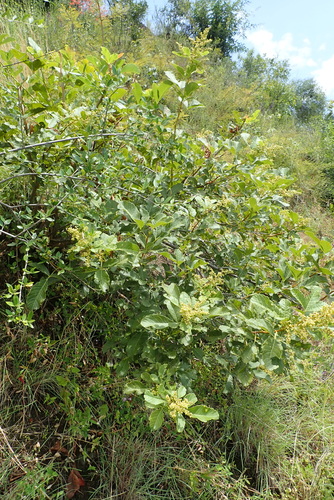 Rhus ruspolii — photo