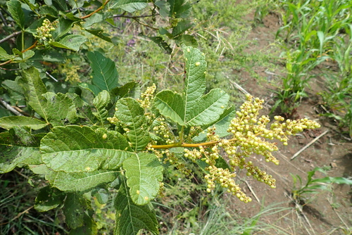 Rhus ruspolii — photo