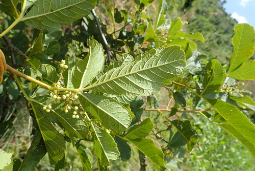 Rhus ruspolii