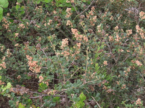 Rhus sinuata — photo