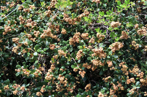 Rhus sinuata