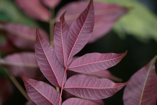 Rhus succedanea (Wax tree) — photo