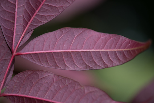 Rhus succedanea (Wax tree) — photo