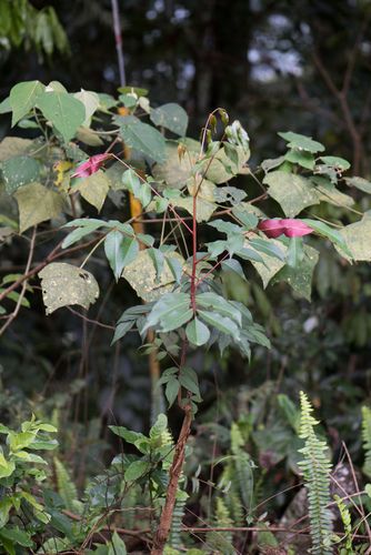 Rhus succedanea