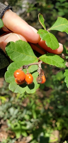 Rhus trilobata (Three-lobed sumac) — photo