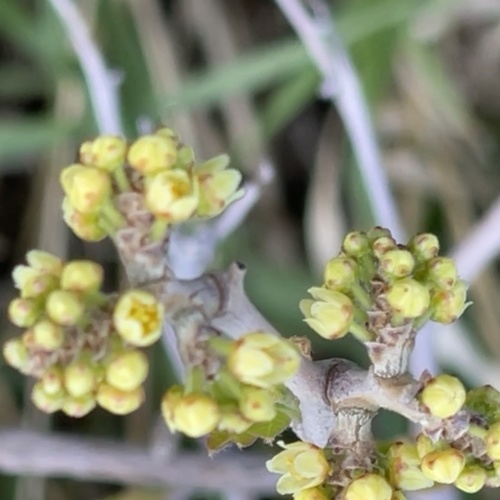 Rhus trilobata (Three-lobed sumac) — photo