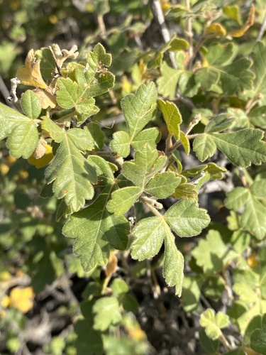 Rhus trilobata