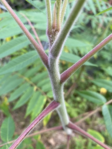 Rhus typhina — photo 2