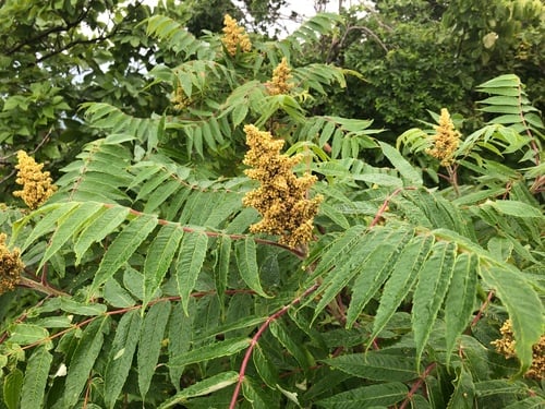 Staghorn sumac