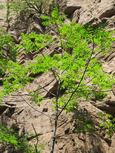 Rhus verniciflua