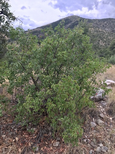 Rhus virens (Evergreen Sumach) — photo