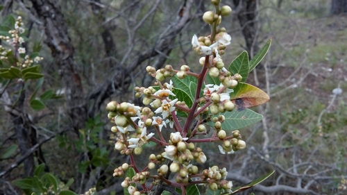 Rhus virens (Evergreen Sumach) — photo